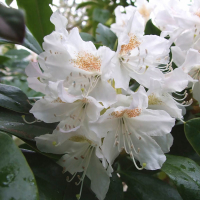 Рододендрон катевбинский Грандифлорум купить