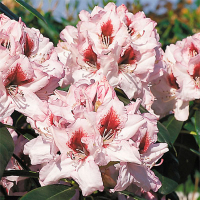 Рододендрон гібридний (Grafitto) купить
