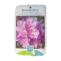 Рододендрон катевбинский Грандифлорум купить