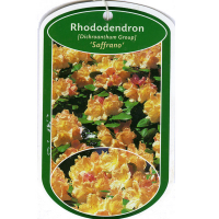 Рододендрон гібридний Шафрано купить