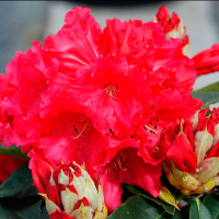 Рододендрон гибридный Маркетас Прайз купить