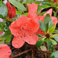 Рододендрон Азалія японіка Гейша Оранж купить