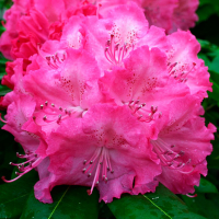 Рододендрон катавбінський (Germania) купить