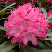 Рододендрон якушиманский Снизи купить