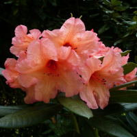 Рододендрон гибридный Тортуазшелл Оранж купить