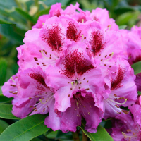 Рододендрон гібридний Pfauenauge купить