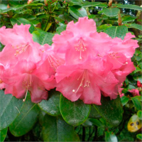 Рододендрон гибридный Линда купить