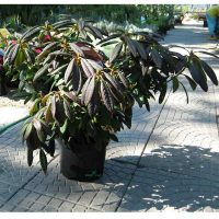 Рододендрон якушиманский Перси Вайсман купить