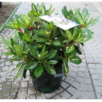 Рододендрон якушиманский Porzellan купить