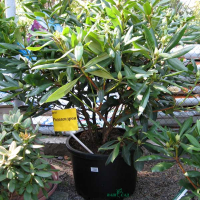 Рододендрон гібридний Марсель Менард купить