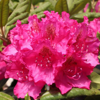 Рододендрон Персис Амэрикан Бьюти купить