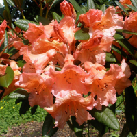 Рододендрон гібридний Тортуазшел Оранж купить