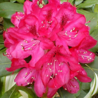 Рододендрон гибридный Новая Зембла купить