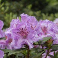 Рододендрон Lavendula купить