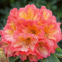 Рододендрон гібридний Сцифокалікс купить