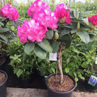 Рододендрон микс на штамбе купить