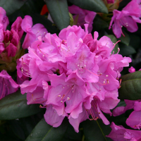 Рододендрон великоквітковий Американ Бьюті купить