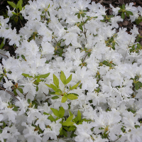 Азалія японська White lady купить