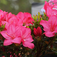 Рододендрон Азалия японика Анук купить