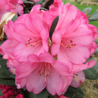 Рододендрон Wine and Roses купить