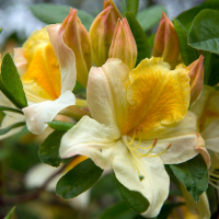 Рододендрон Knap Hill Hybrid купить