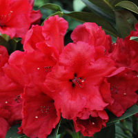 Рододендрон гибридный Ред Джек купить