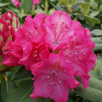 Рододендрон гібридний Німеччина купить