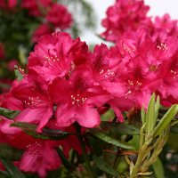 Рододендрон гібридний Нова Зембла купить