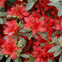 Рододендрон Азалия японика микс купить