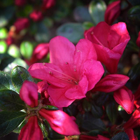 Рододендрон Азалия японика Канцонетта купить