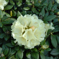 Рододендрон якушиманський Центениал Голд купить