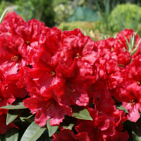 Рододендрон гибридный Ред Джек купить