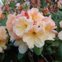 Рододендрон гибридный Хоризон Монарх купить