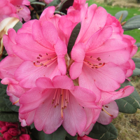 Рододендрон Wine and Roses купить