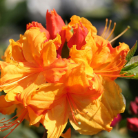 Рододендрон листопадний мікс купить