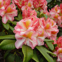 Рододендрон гибридный Сцифокаликс купить