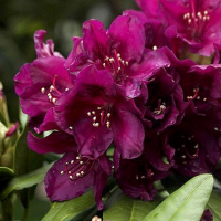 Рододендрон гібридний Polarnacht купить