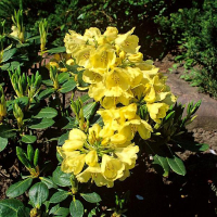 Рододендрон гібридний Голдкрон купить