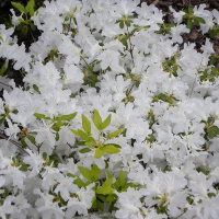 Азалія японська White lady купить