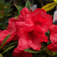 Рододендрон Элизабет купить