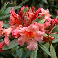 Рододендрон гибридный Тортуазшелл Оранж купить