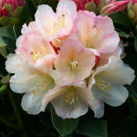 Рододендрон Якушиманский микс купить