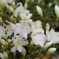 Азалія японська White lady купить