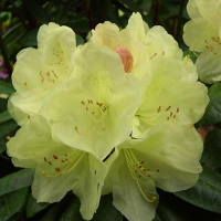 Рододендрон ЭренГолд купить