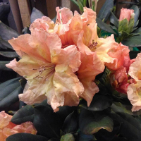 Рододендрон Sun Glory купить