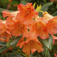 Рододендрон гибридный Тортуазшелл Оранж купить
