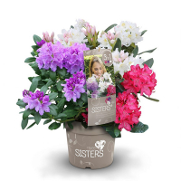 Рододендрон Три Сестри (Three Sisters) купить