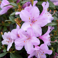 Рододендрон карликовый Шнип купить