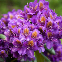 Рододендрон Марсель Менард купить