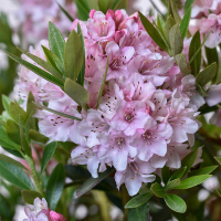 Рододендрон Блюмбукс купить